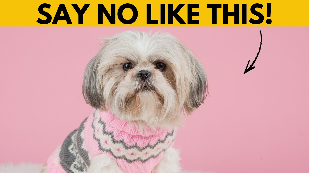 This is how to make your Shih Tzu obey the first time!