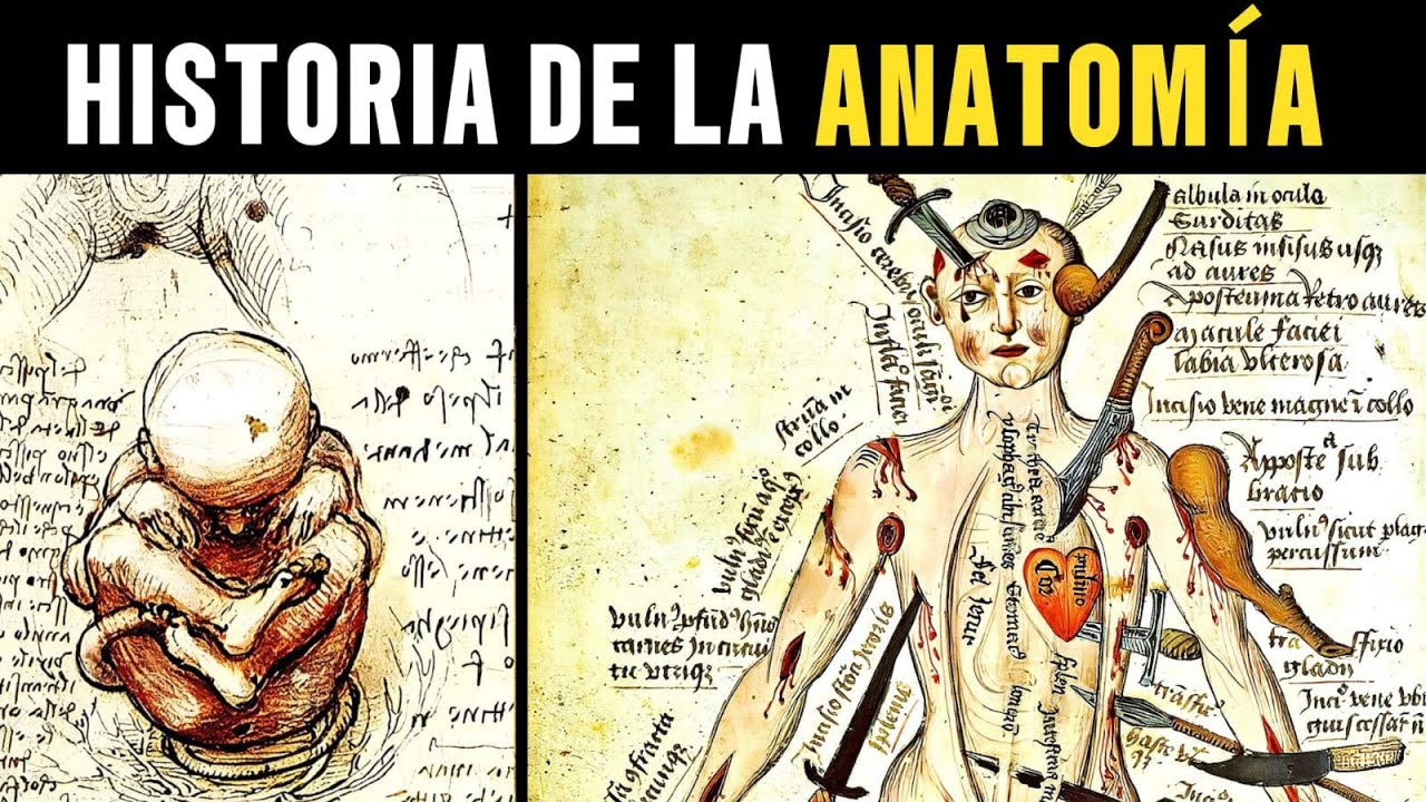 Historia de la Anatom&iacute;a: C&oacute;mo Empez&oacute; el Estudio del Cuerpo Humano.
