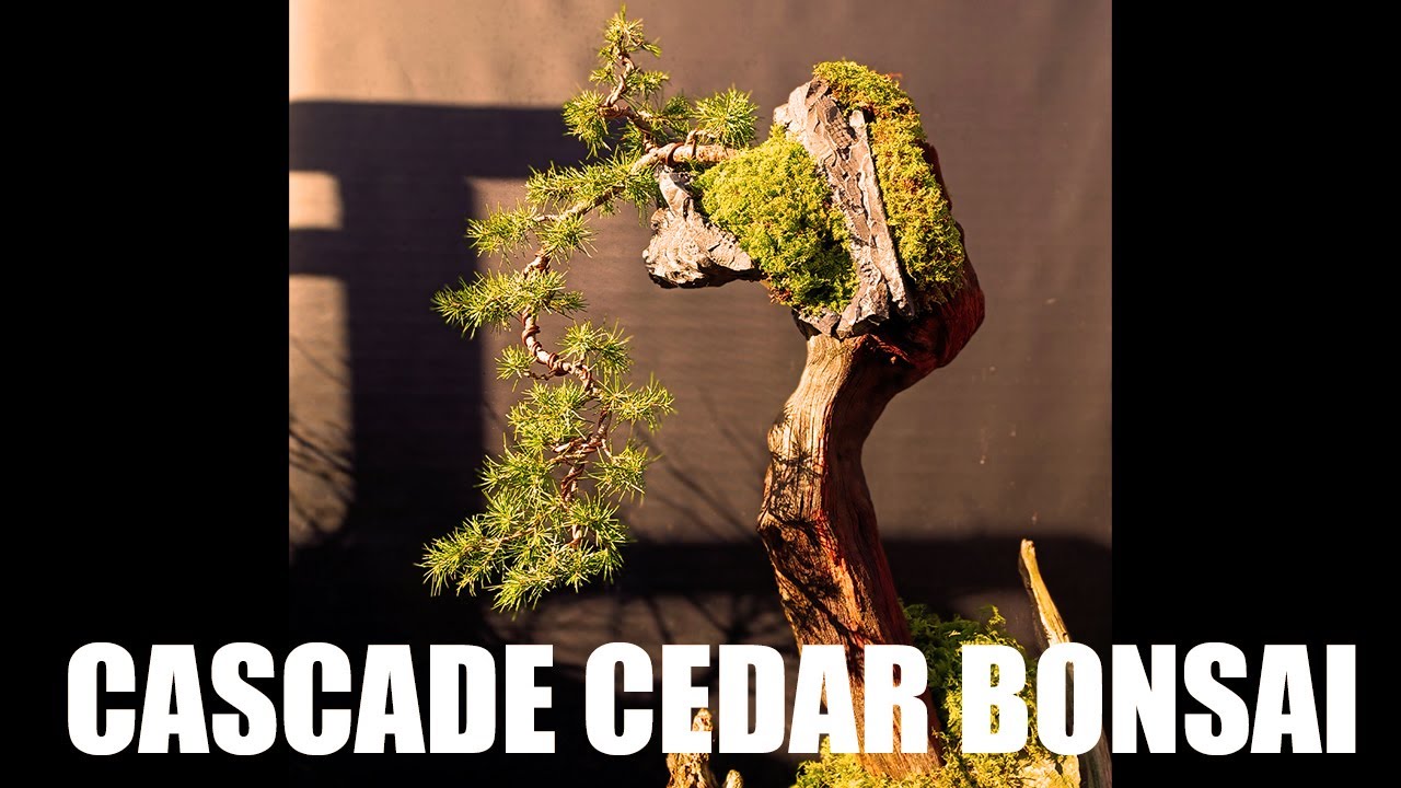 Cascade Cedar Bonsai from Seed