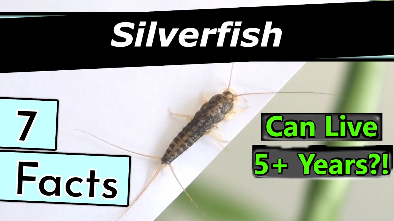 7 Facts about Silverfish