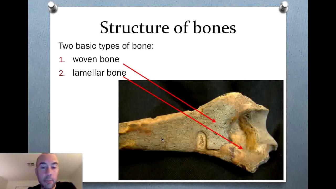 Bones, Forensic Anthropology, and Bioarchaeology (Part 1)