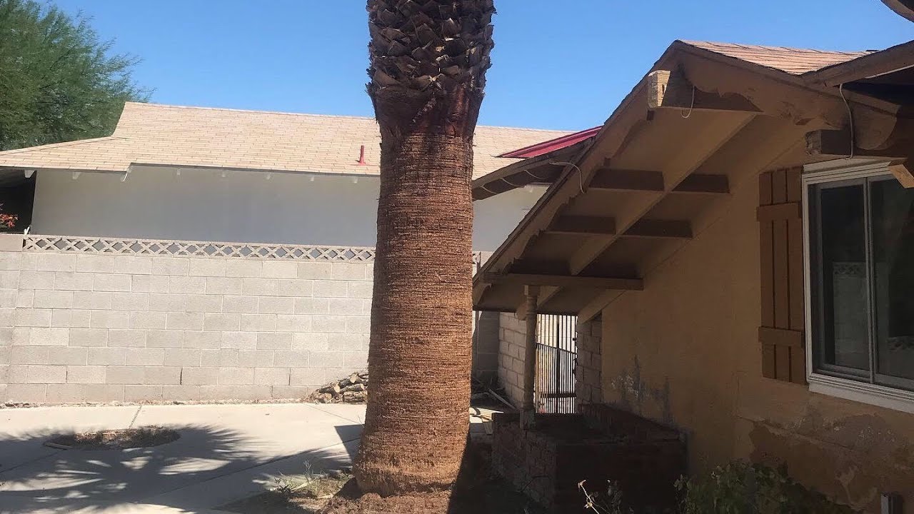 HOW TO SKIN A PALM TREE