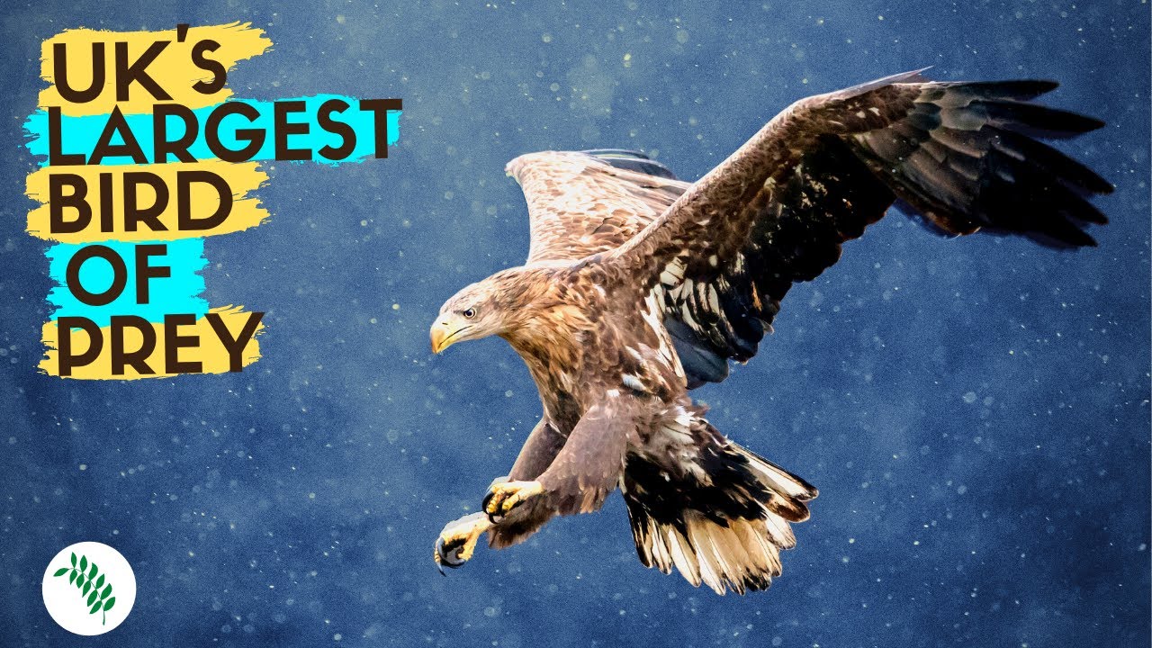 More White-Tailed Eagles Released to the UK!