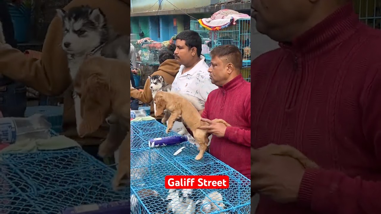 galiff street pet market | dog market Kolkata 