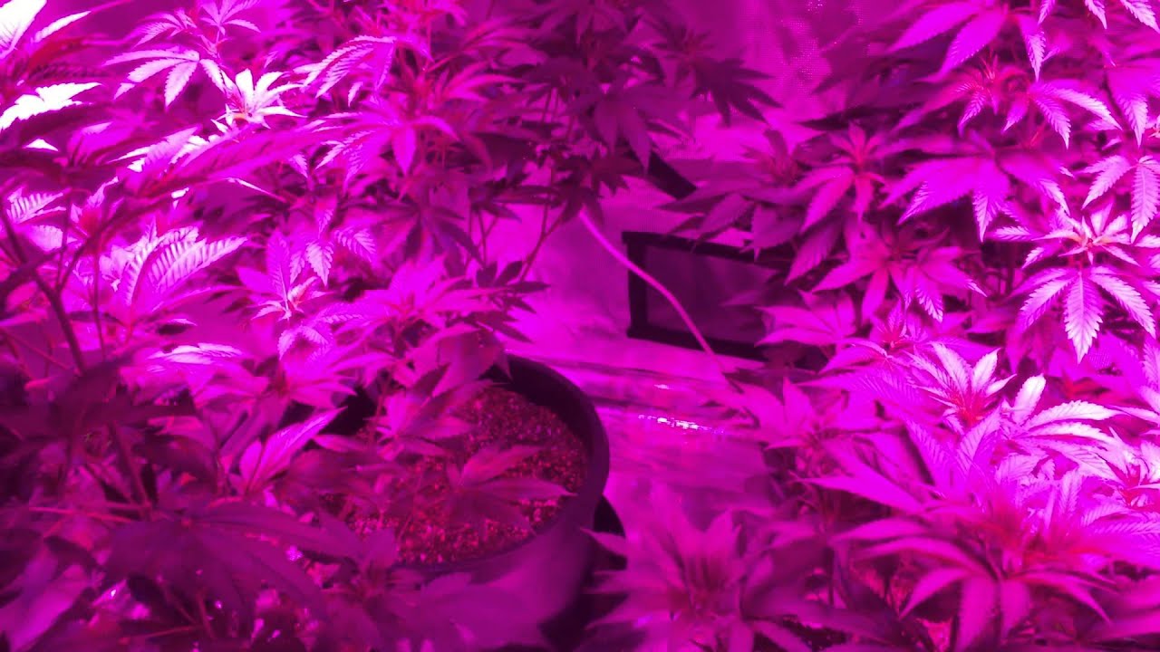 Advanced Platinum P450 LED x2