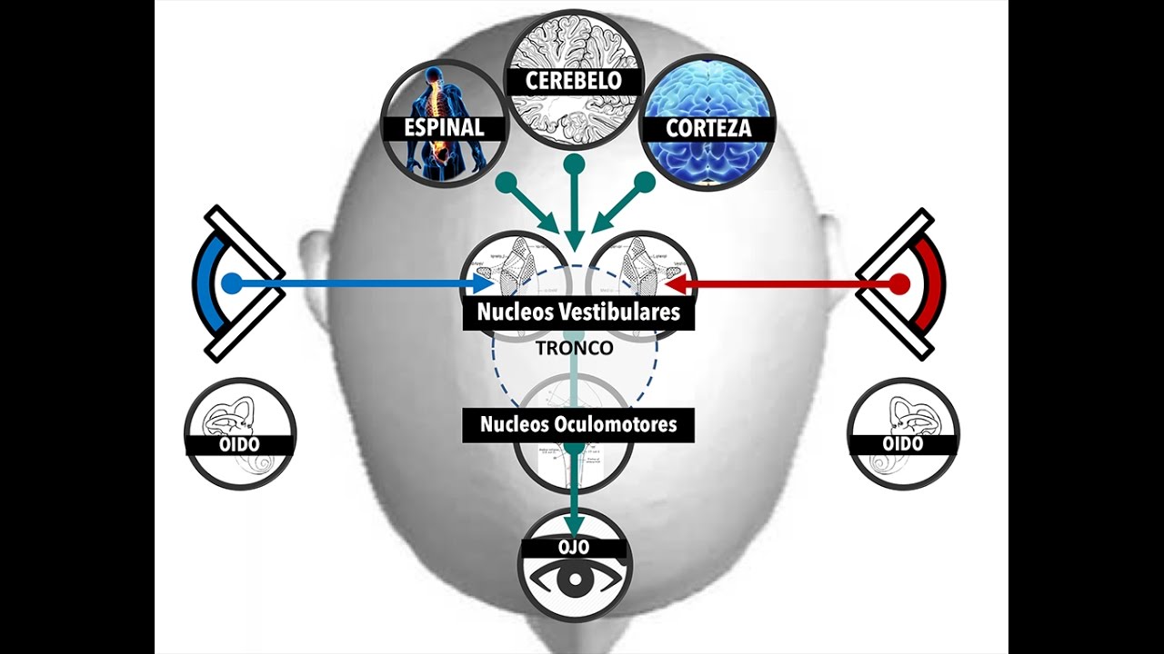 Bases de la Compensación y Rehabilitacion Vestibular