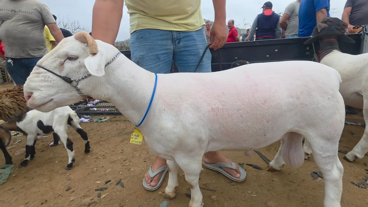 HOJE NA FEIRA DA VILA JERIMUM TAQUARITINGA DO NORTE-PE 08/02/2026