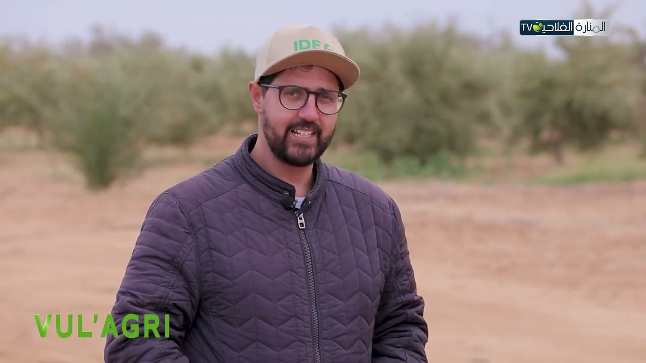 أهمية التسميد العضوي لأشجار الزيتون