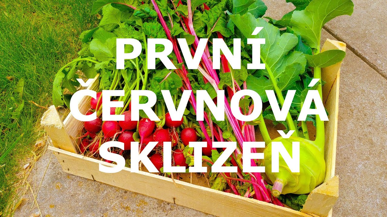 Vlog - První sklizeň v červnu