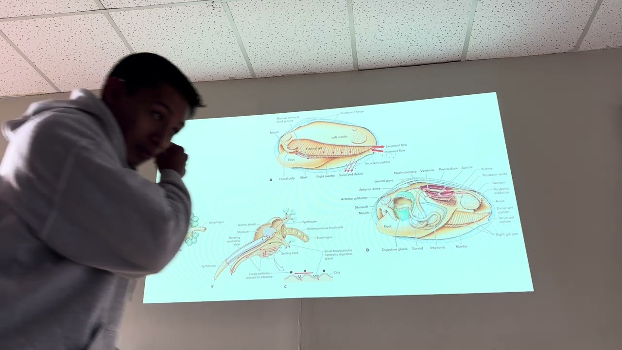 Molusca 2p