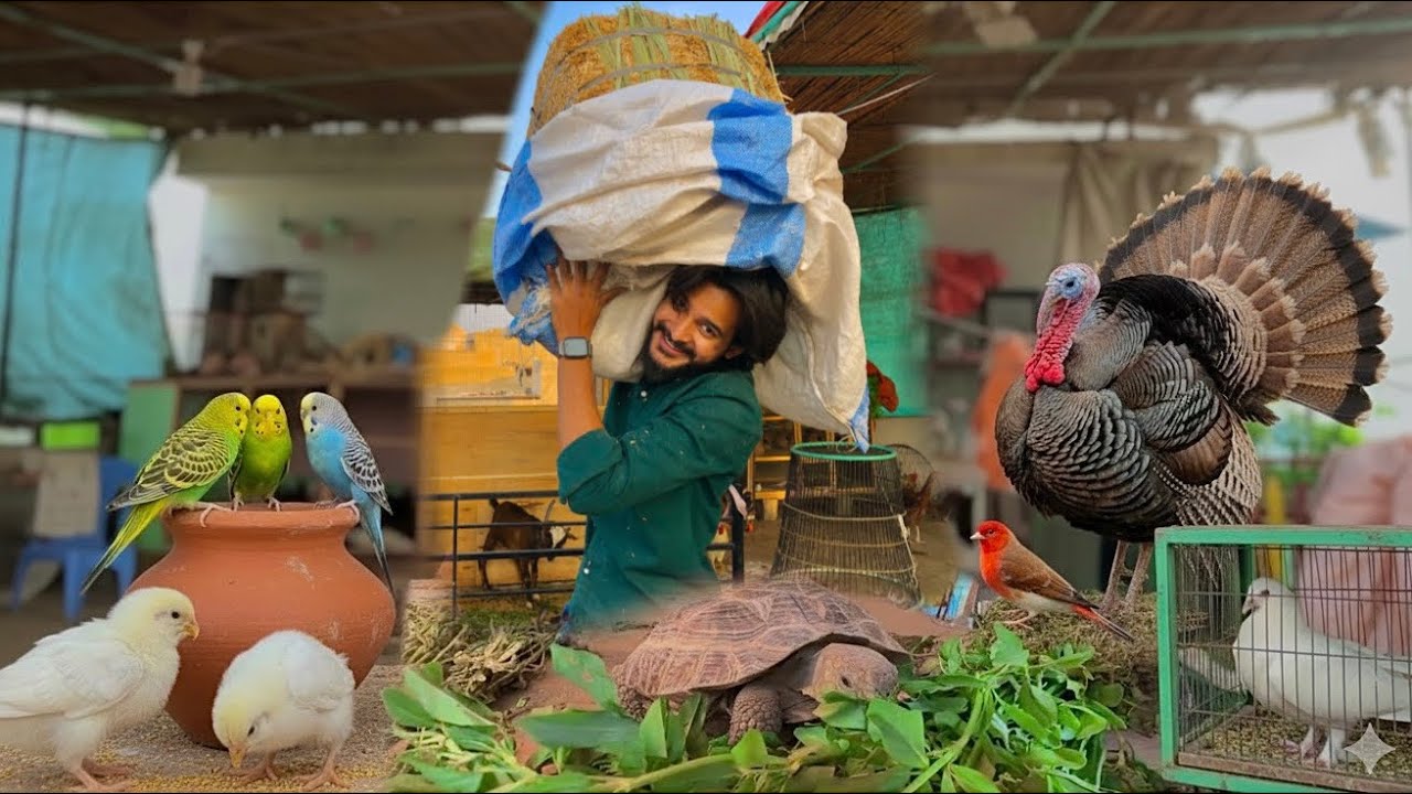 Pora Zoo Tut Phut Gya😨 New Update | Hum Or Parinday Vlogs | 