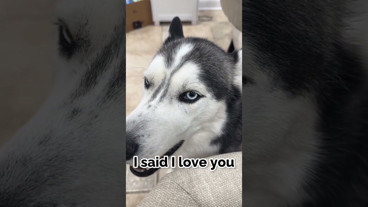 My Dog Says I LOVE YOU ❤️