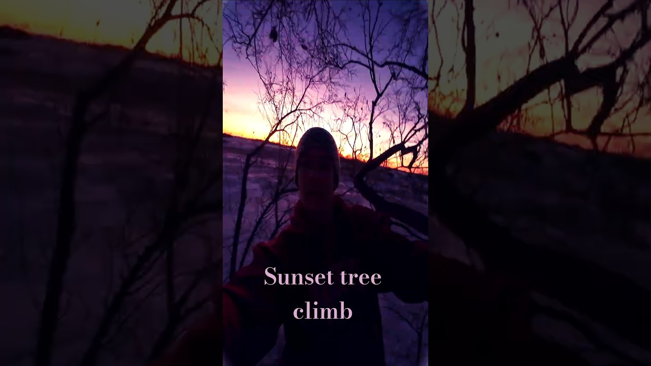 sunset tree climb 