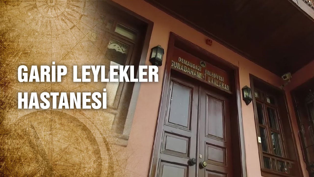 Osmanlı'da Hayvanlara Verilen Değer ve Hayvan Hakları - Tarihte Yürüyen Adam