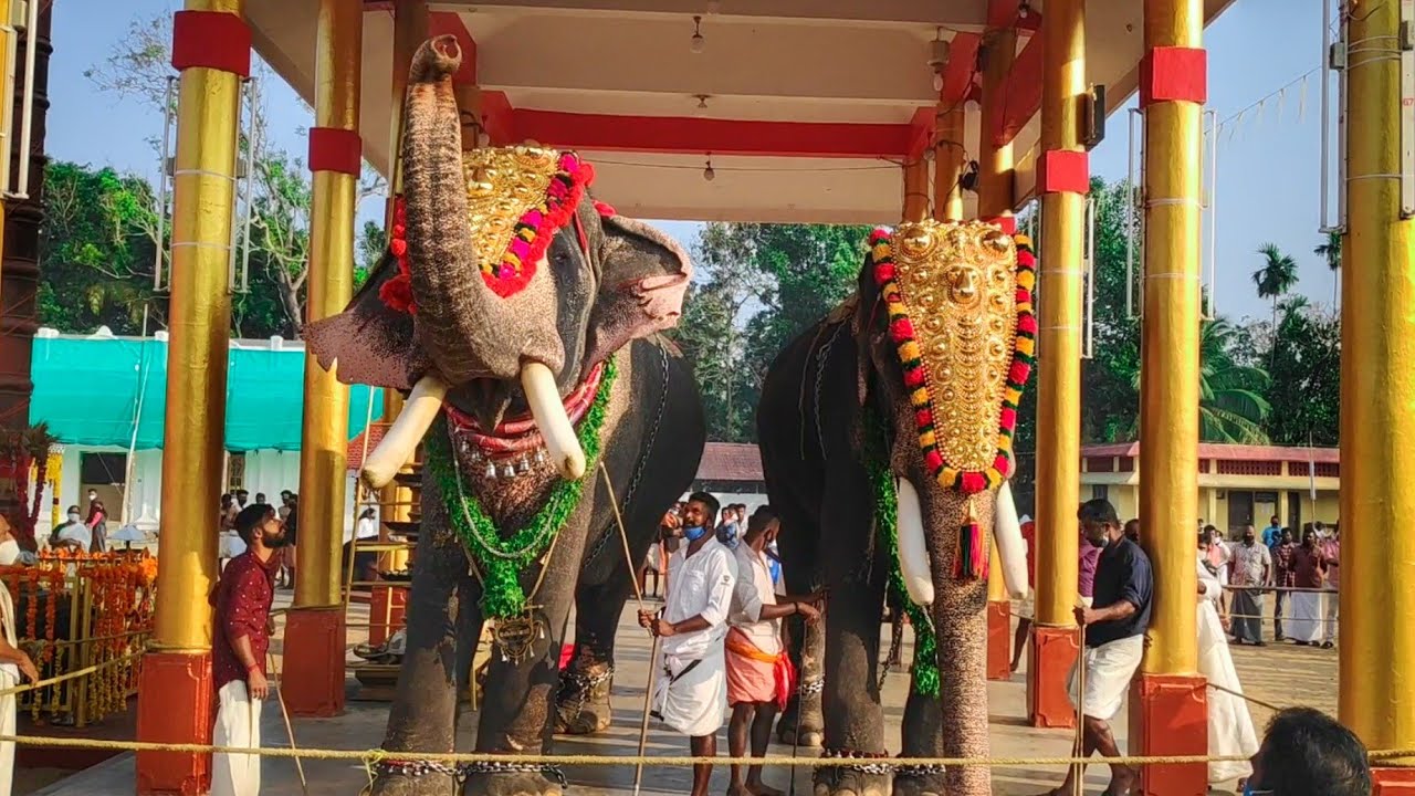 Cherai Thalapokkam 2021 | ചരിത്രം തിരുത്തി കേശവൻ Puthuppally Keshavan Chirakkal Kalidasan Elephant