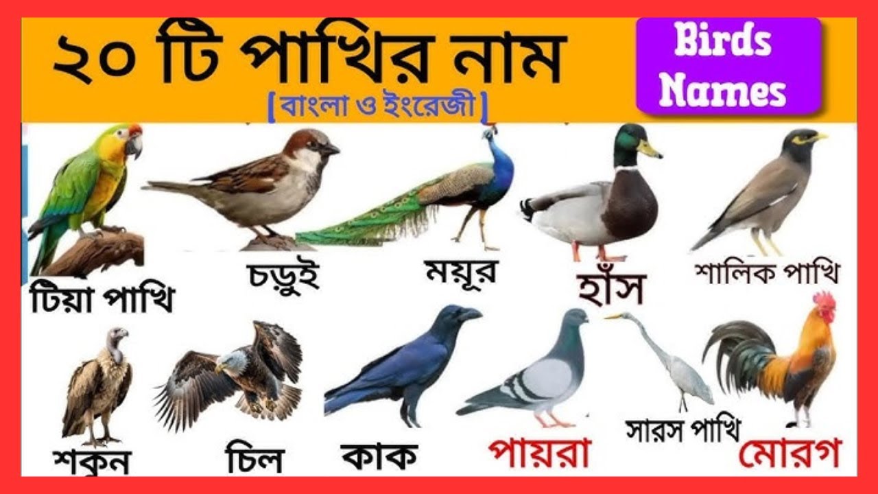 50 Birds Name in Bangla and English | পাখির নাম | Birds Name |@Shahanazkidsschool Bangla and English