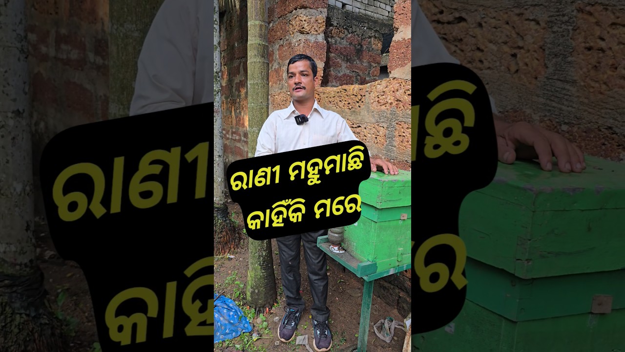 ରାଣୀ ମହୁମାଛି କାହିଁକି ମରେ 