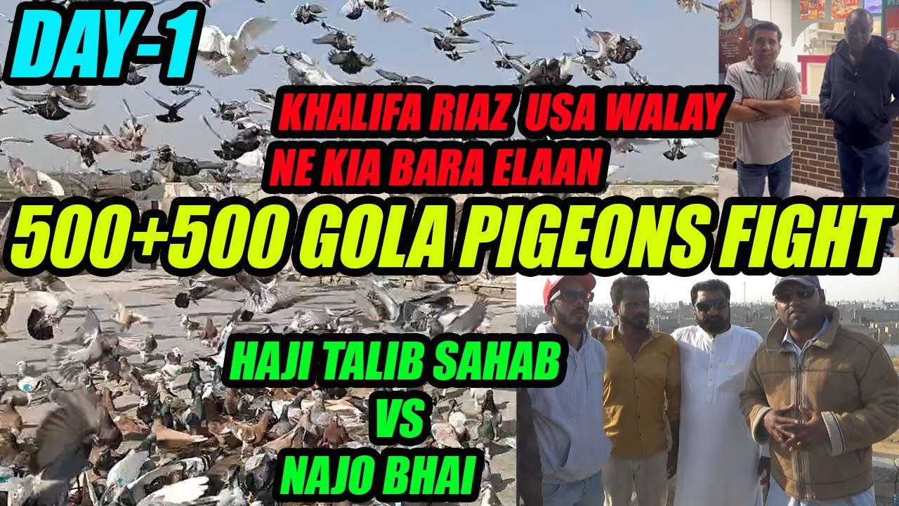 DAY-1 500+500 Gola Pigeons Fight Haji Talib Sahab VS Najo Bhai Gola Kabooter Larrayya