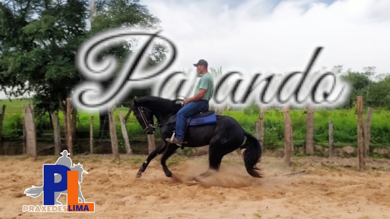 APRENDA A ENSINAR SEU CAVALO A PARAR