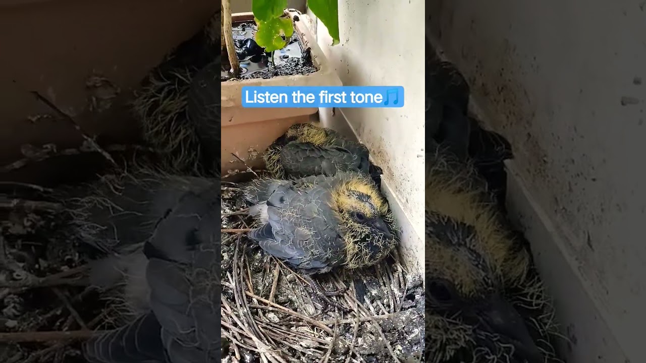 The First Tone they book in this large world 