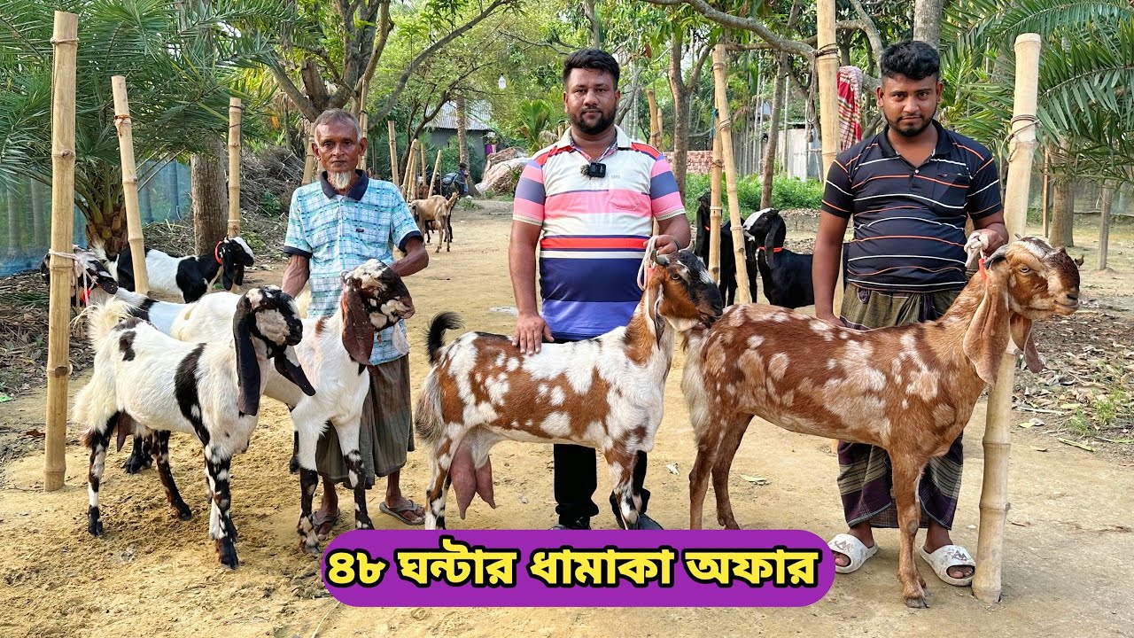 মাথানষ্ট করা সর্বনিম্ন রেটে খামার উপযোগী অসাধারণ সব চমৎকার বিগ দুধের,গাভীন ও পাঠা ছাগল কিনুন।#goat