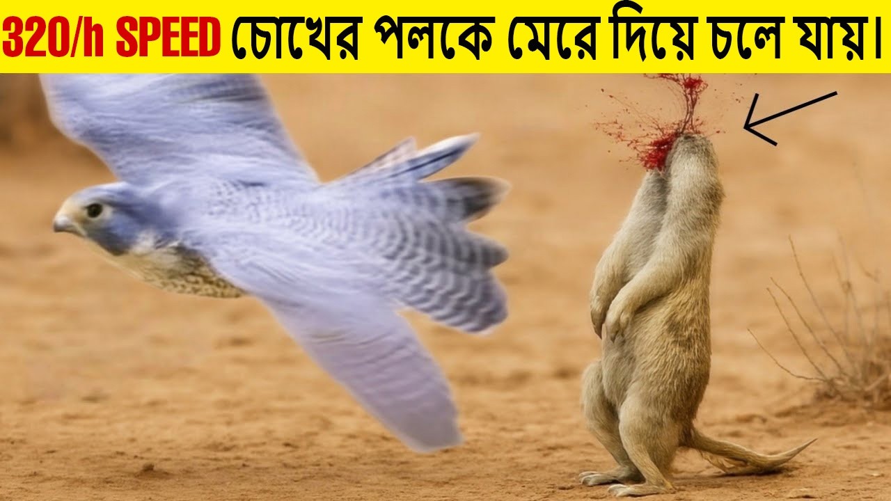 চোখের পলকে মেরে দিয়ে চলে যায়। | peregrine falcon Fastest bird in the world | মায়াজগৎ123