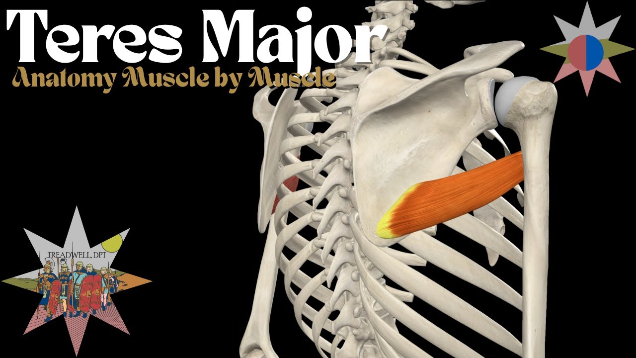 Anatomy Breakdown: Teres Major – Origin, Insertion, Function & Clinical Tips