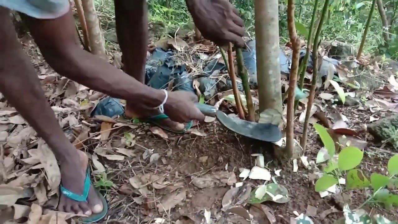 නිවැරදි ආකාරයෙන් කුරුදු කපන ආකාරය
