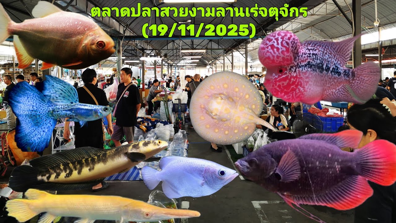 Aquarium​ Fish​ Market​ in​ Thailand​ ตลาด​ปลา​สวยงาม​ลาน​เร่​จตุจักร​🐟(19/11/2025)​