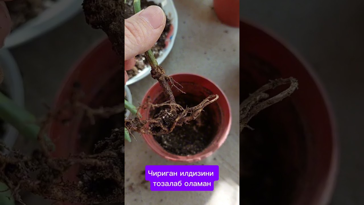 N:101 Sheflera gulini davolaymiz#gullar #plants #flowers #цветы #фиалки