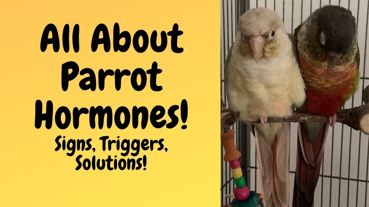 Руководство по гормонам попугаев! | Признаки, триггеры, решения! | TheParrotTeacher