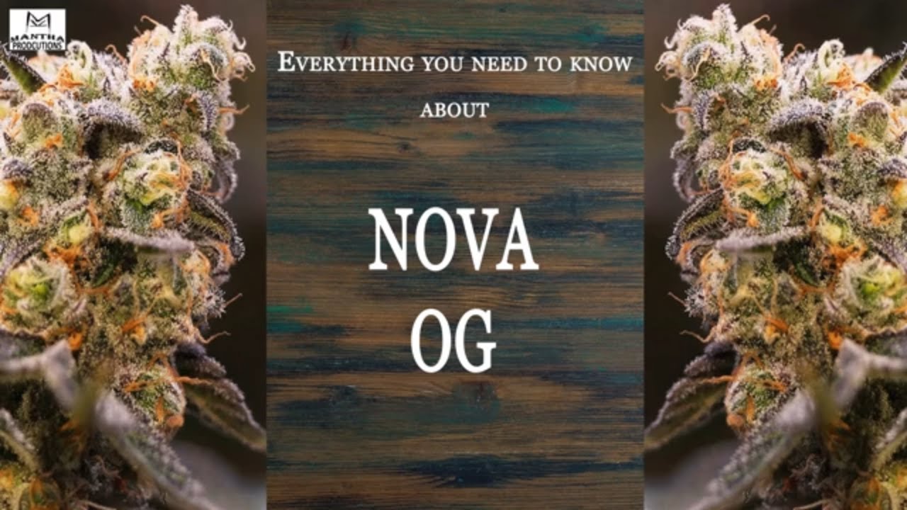 Nova OG | Best Buds Strain Spotlight