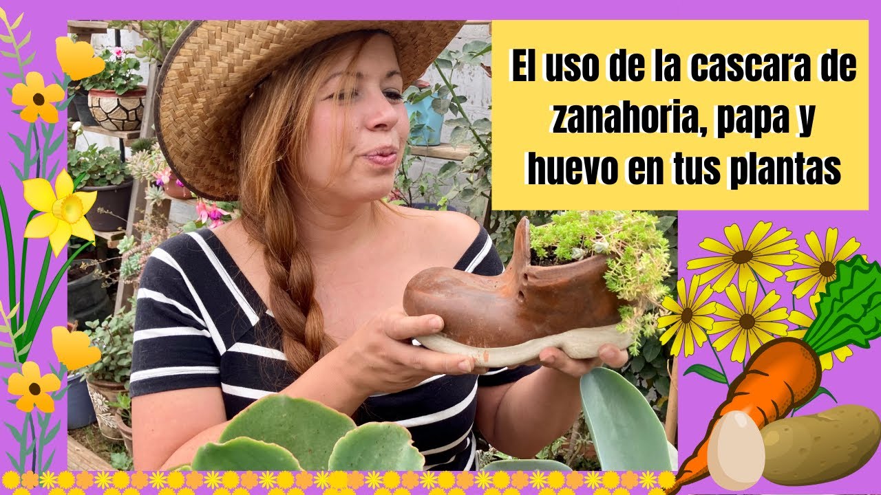 El uso de la Cáscara de zanahorias, papa y huevo para tus plantas