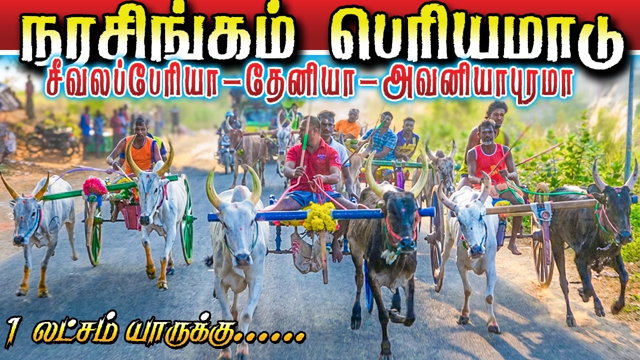 நரசிங்கம் பெரியமாடு பந்தயம் 15/02/2026 #krish_studio_kattumavadi