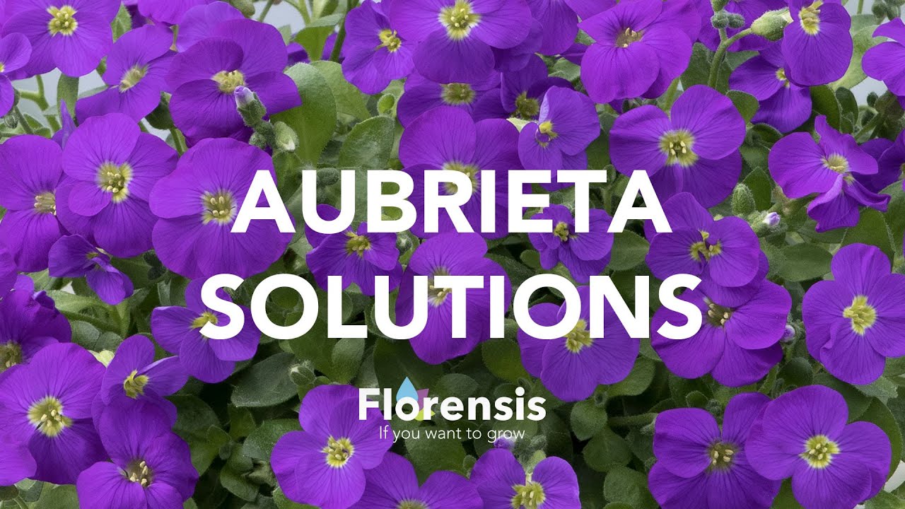 Florensis | Aubrieta Solutions