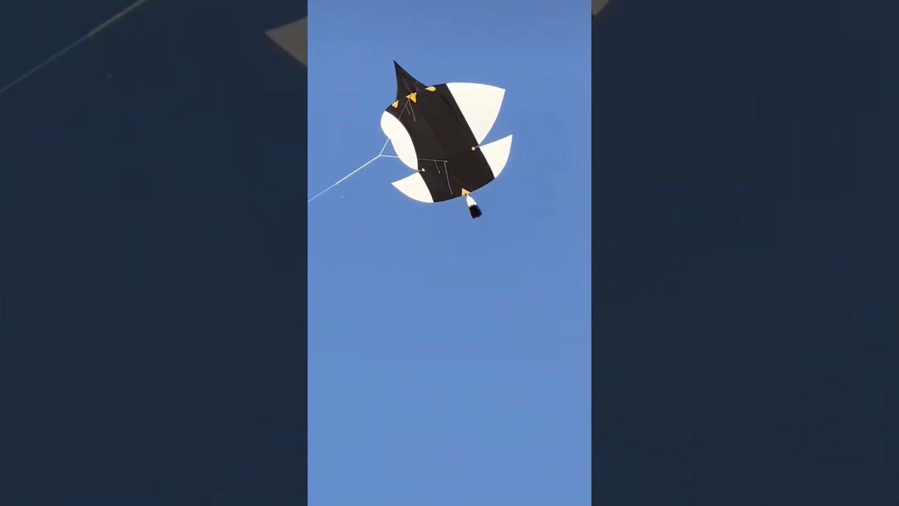 Kite Flying short | Black and white | Teera love | Kite Flying #viral #ytshort #tiktok #trending