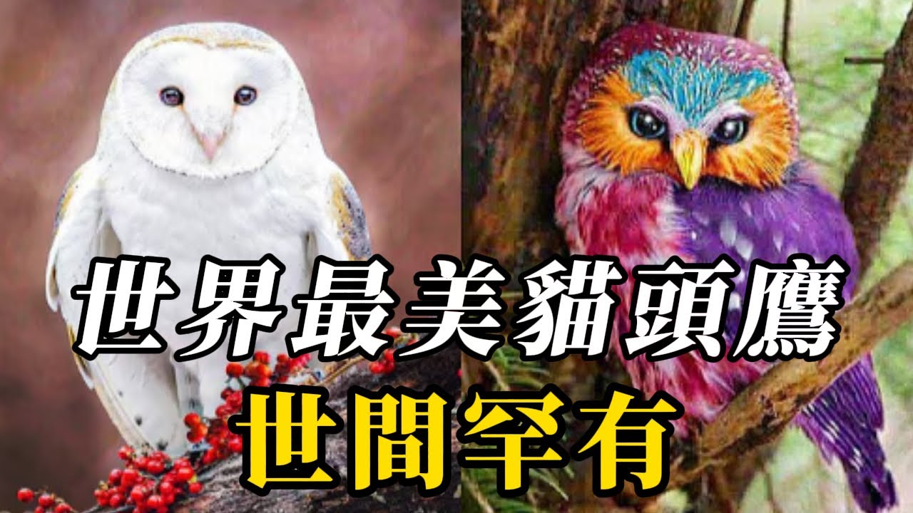 全世界最美的10種貓頭鷹，第八名是鳥中&ldquo;哈士奇&rdquo;，北極的白色精靈！第壹名堪稱猛離界的&ldquo;全能戰士&rdquo;，迷妳型凶萌獸！！#世界之最 #动物 #动物世界 #百科密码 #科普