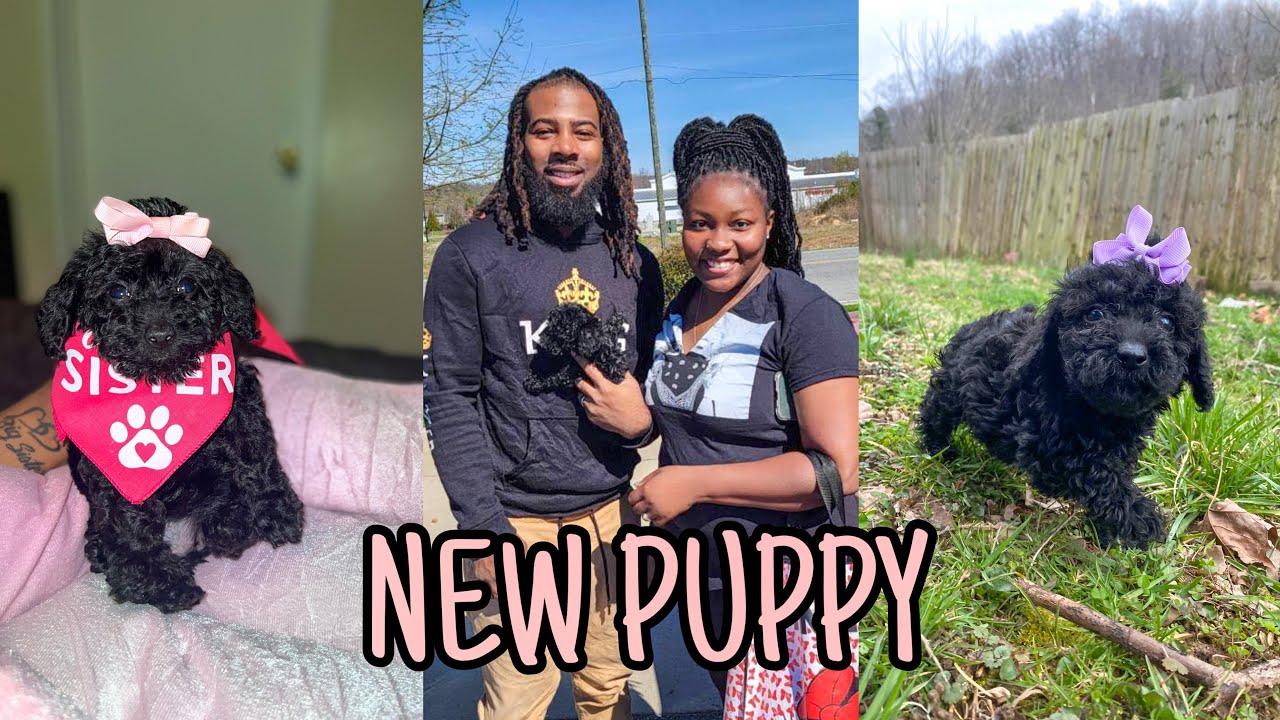 WE GOT A NEW PUPPY | TOY POODLE + PICKING HER UP🐶