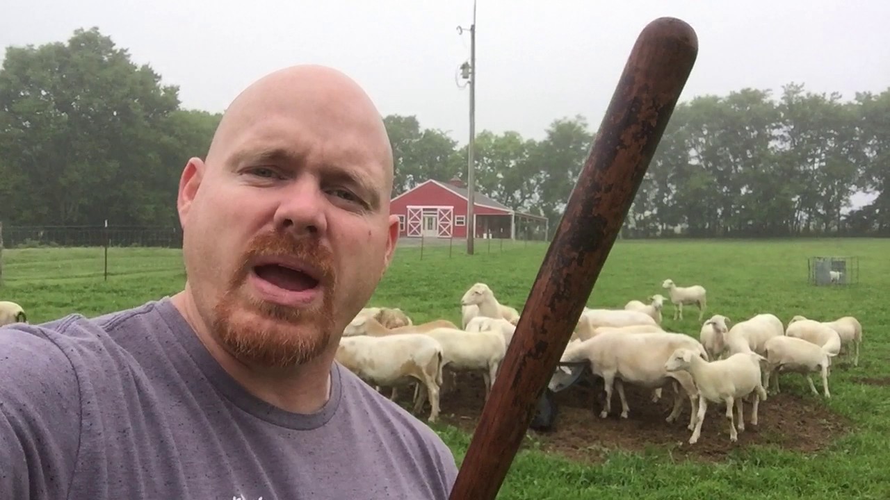 The Loving Rod. #Psalm23 #lessonsfromsheep #EnjoyTheShepherd