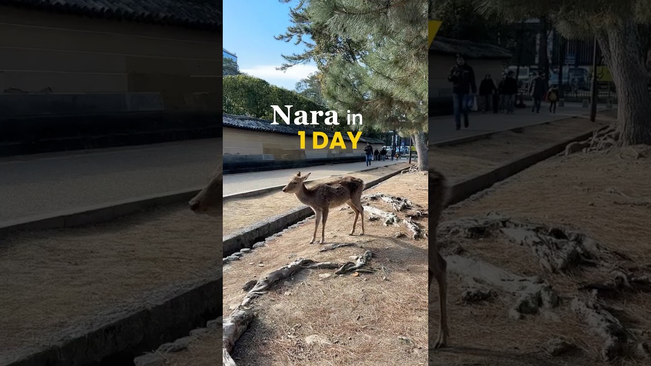 Nara in 1 Day 🦌