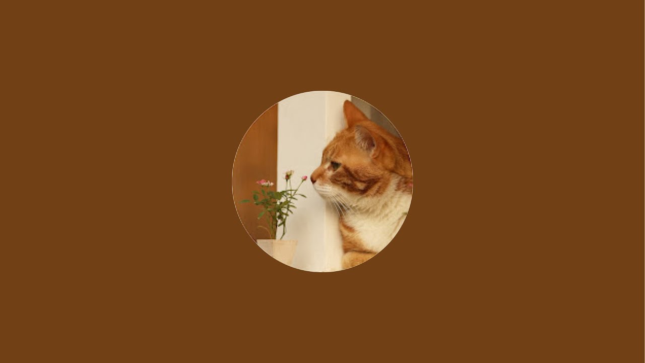 “西樹 Xishu&Cats”正在直播！