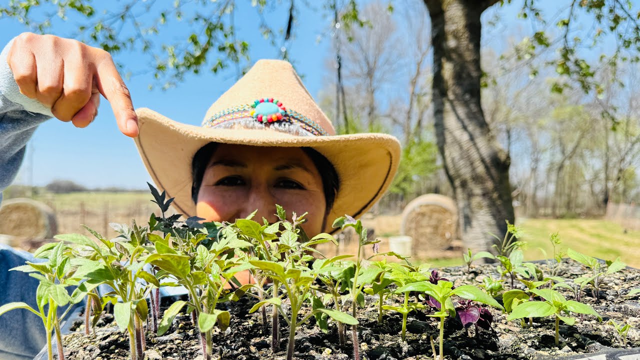 Empieza tus SEMILLEROS en Casa, chiles, tomates y más🌶️🫑/Lucy Rich🇺🇸🇵🇪