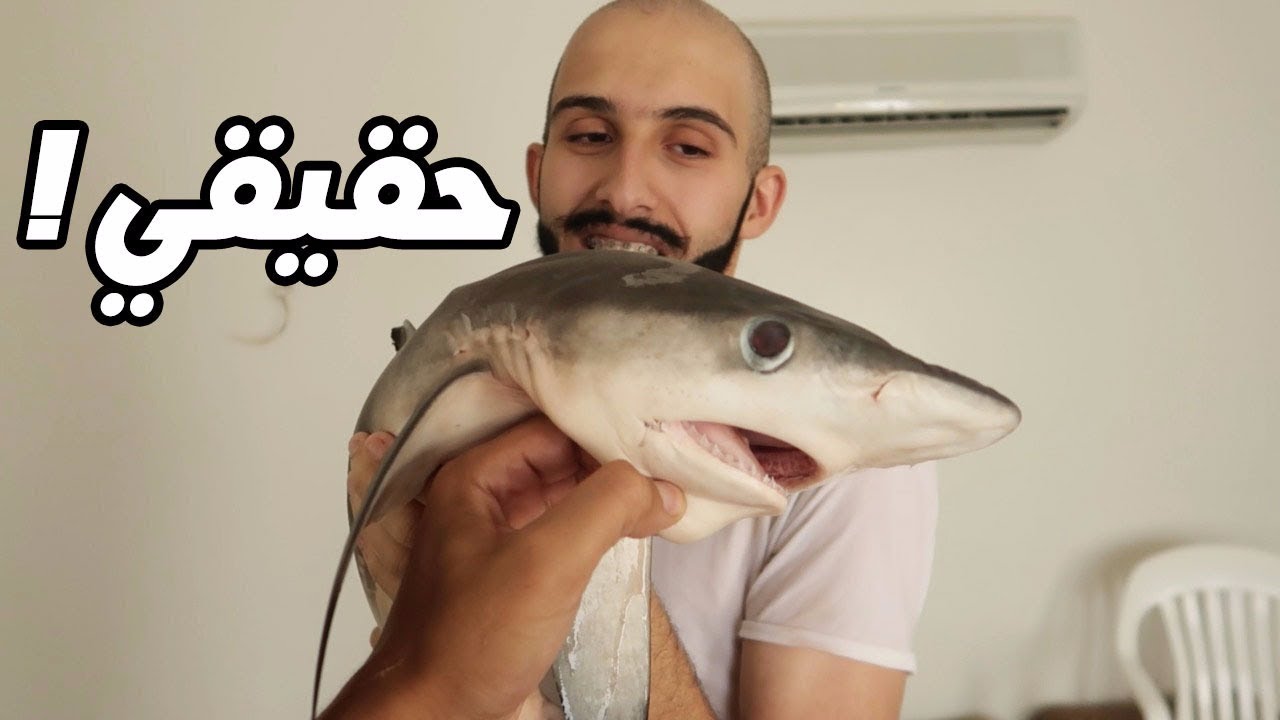سعودي لاول مرا ياكل سمكة قرش!!!