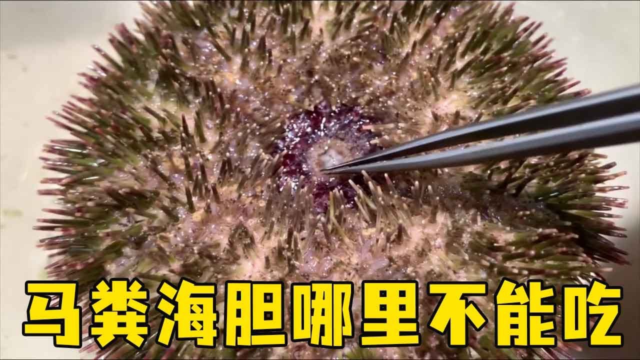 马粪海胆都哪里不能吃，看看半斤一个的有多神秘，老郭带大家深入了解！【老郭美食】