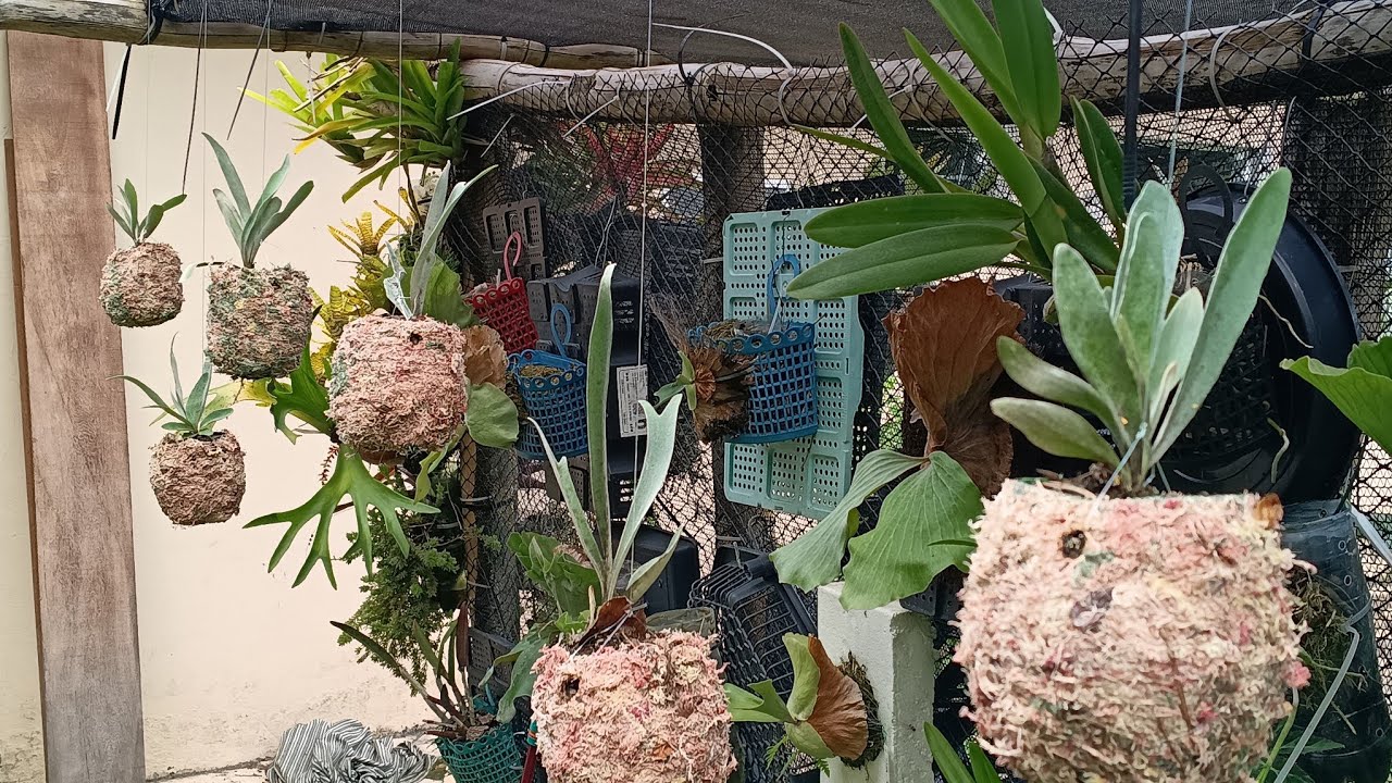 Cultivo de plantas em kokepet , Platycerium Albun River 