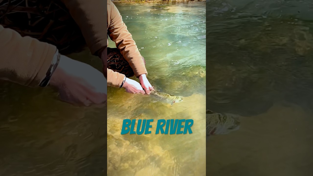 Trout fishing on the blue river 