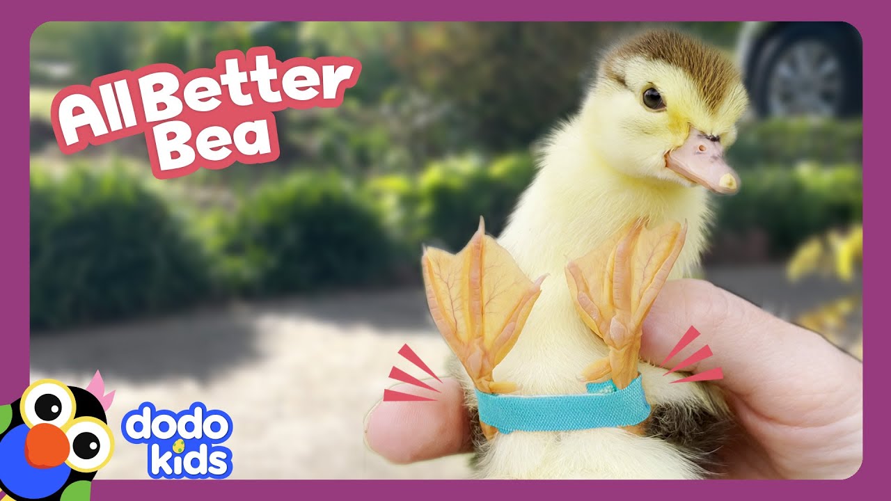 Little Duck With Crooked Legs Needs Our Help! | Dodo Kids | All Better