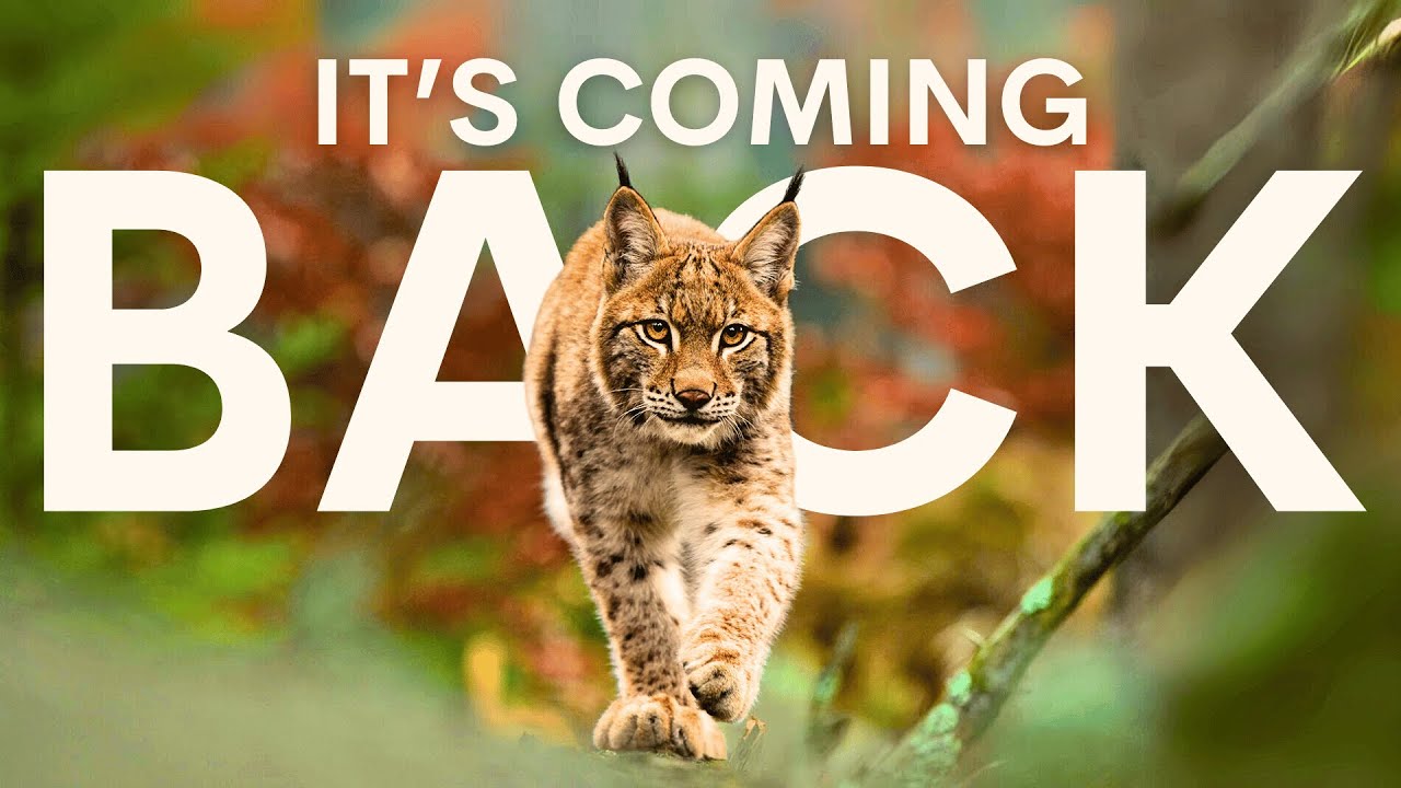 The Lynx Will Silently Spread Throughout Britain