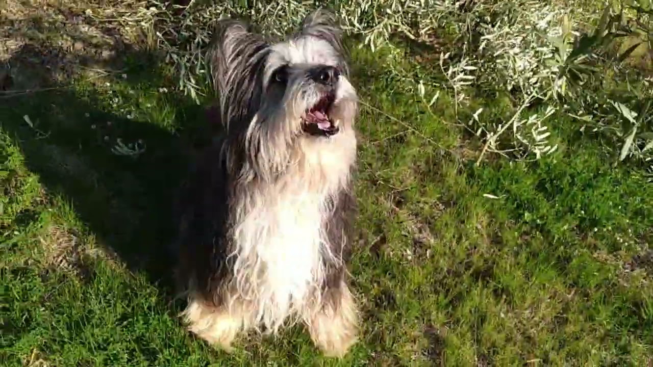 Blog 8. Poda de los olivos y visita al desguace