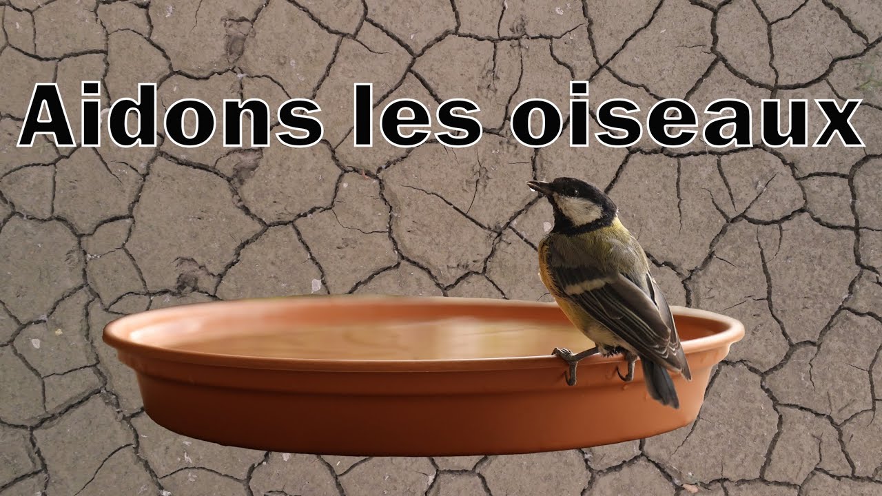 Sécheresse :  les oiseaux souffrent, il faut les aider !